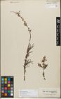Foto von Salix dracunculifolia Boiss.